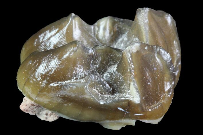 Oligocene Horse (Mesohippus) Molar - South Dakota #91109